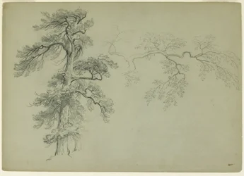 Studien eines Baumes und eines Astes, 1849